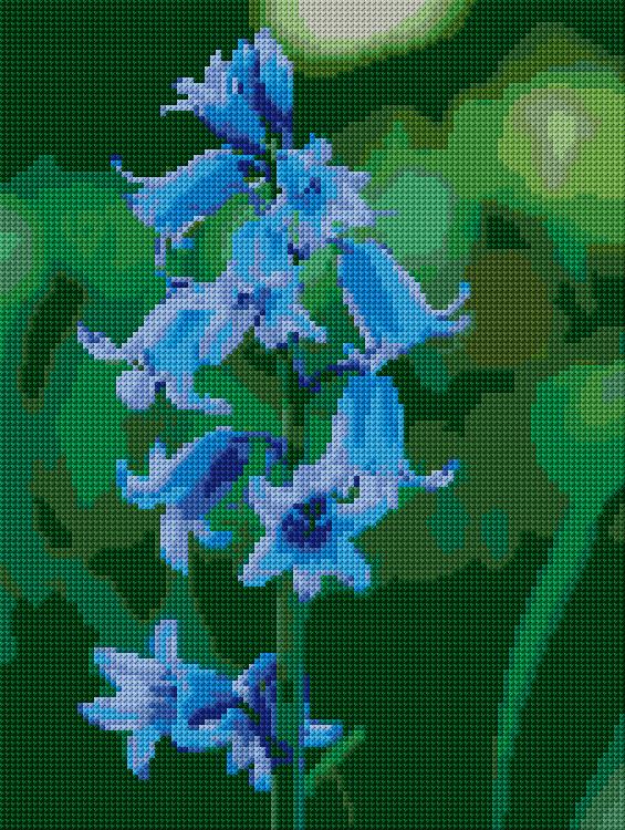 Bluebell