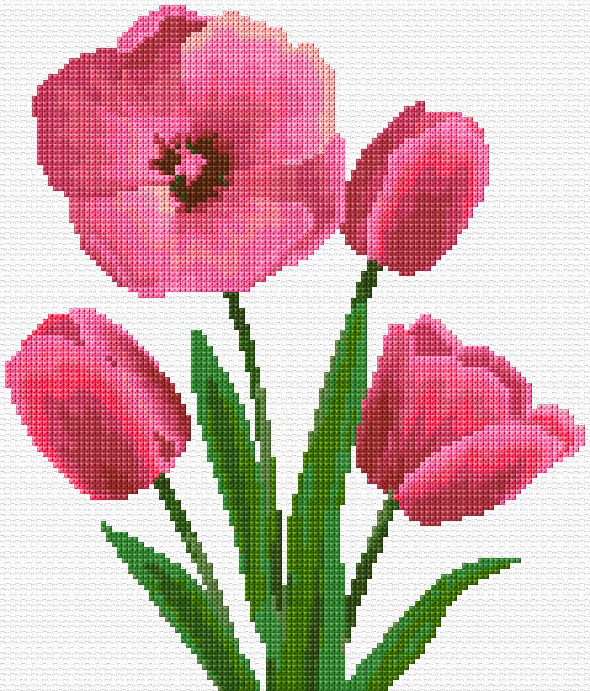 Tulips