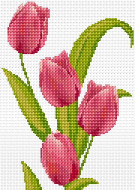 Tulips