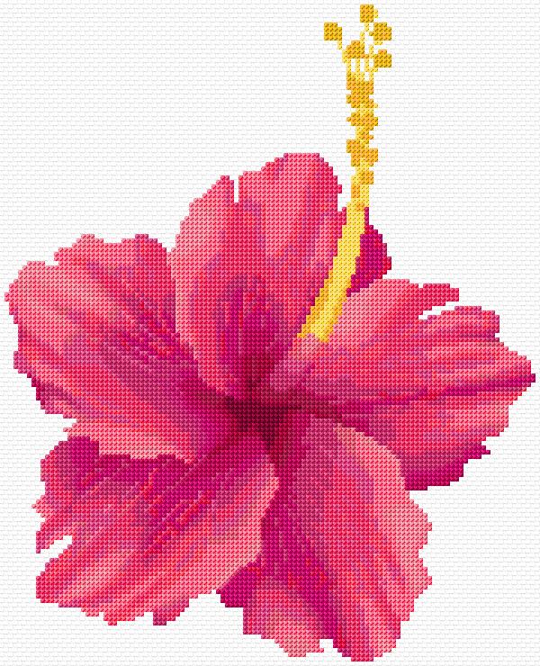 Hibiscus