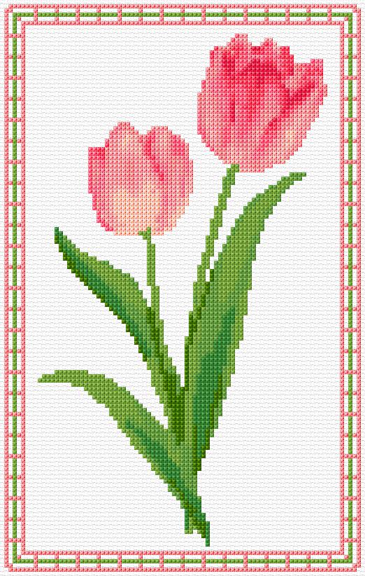 Tulips