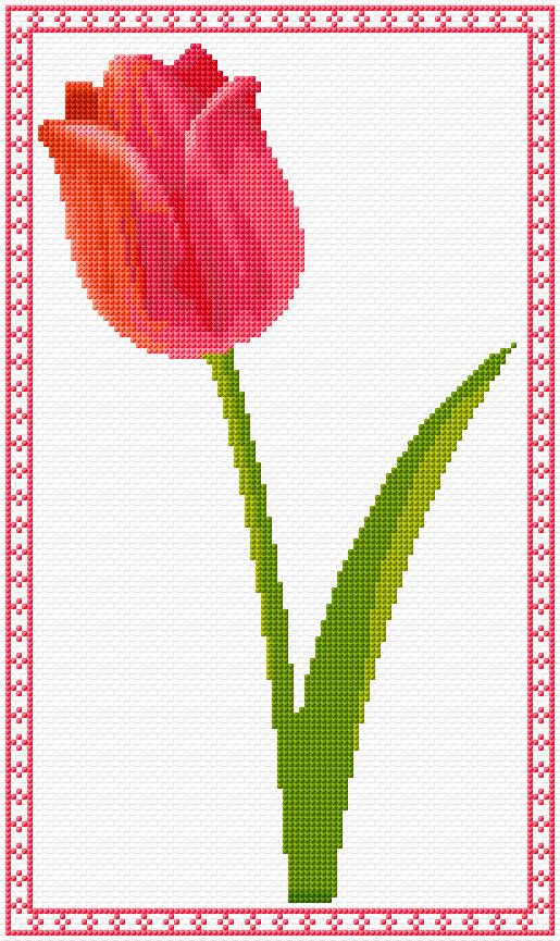 Tulip