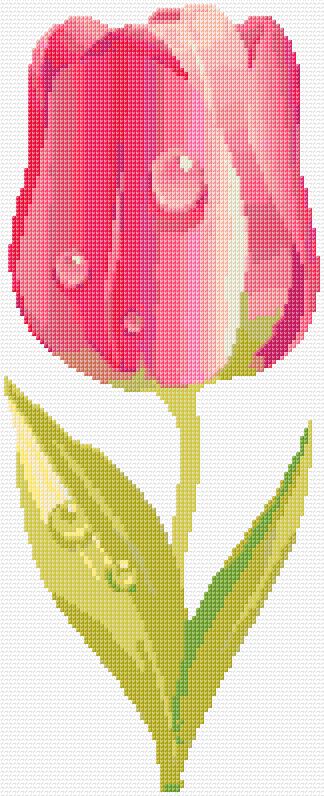 Tulip
