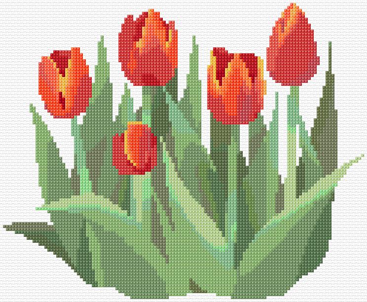 Tulips