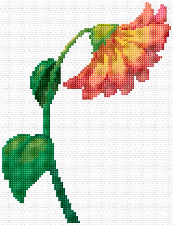 Chrysanthemum Flower