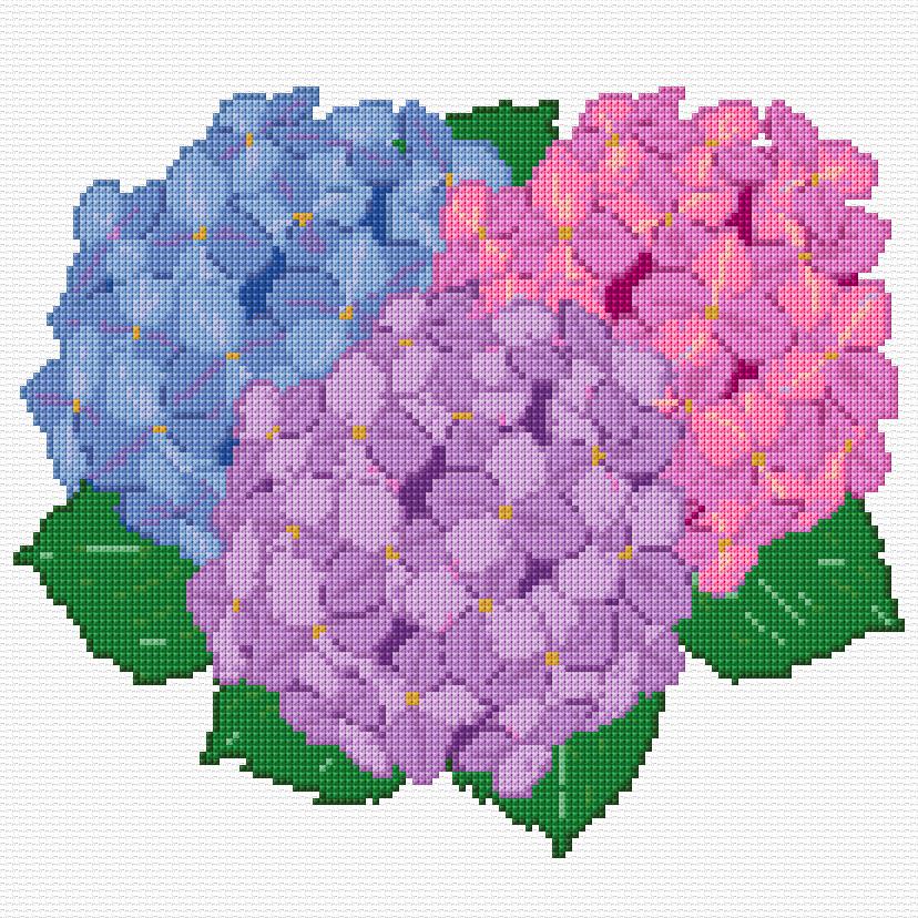 Hydrangea