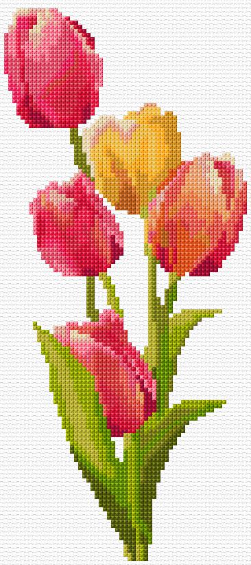 Tulips