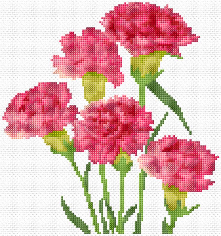 Carnations