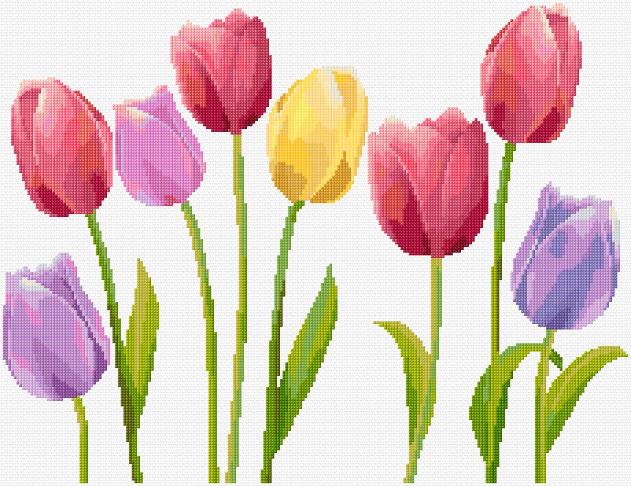 Tulips