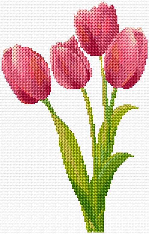 Tulips