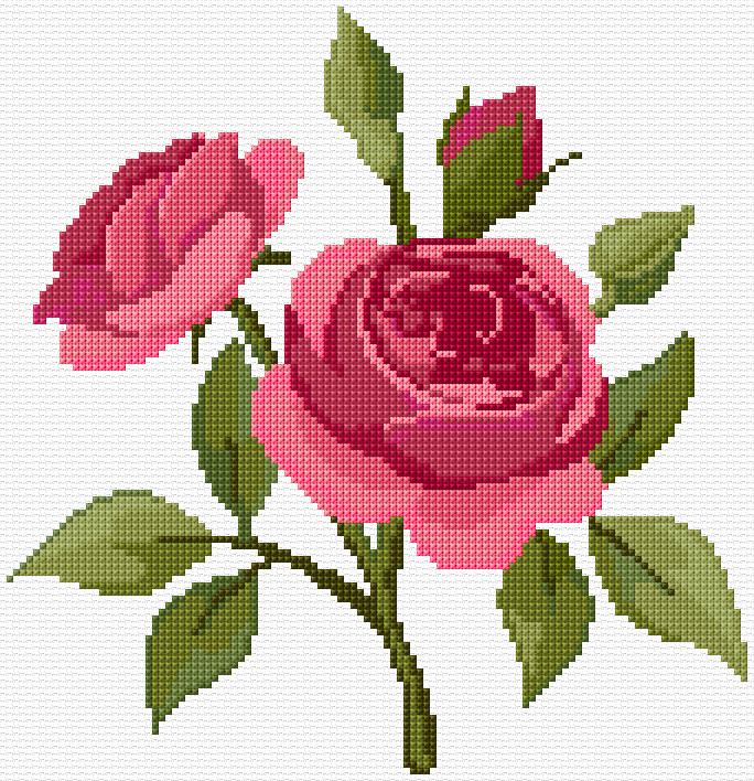 Roses