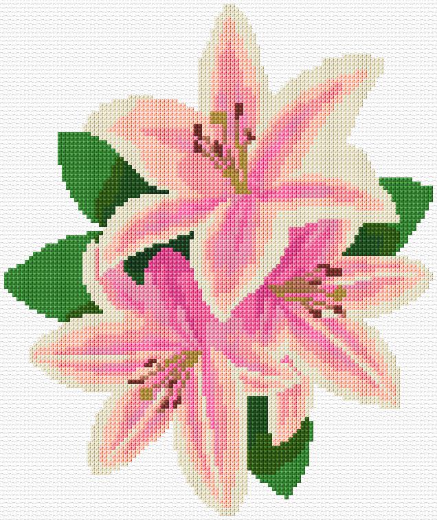 Lilies