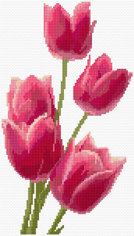 Tulips
