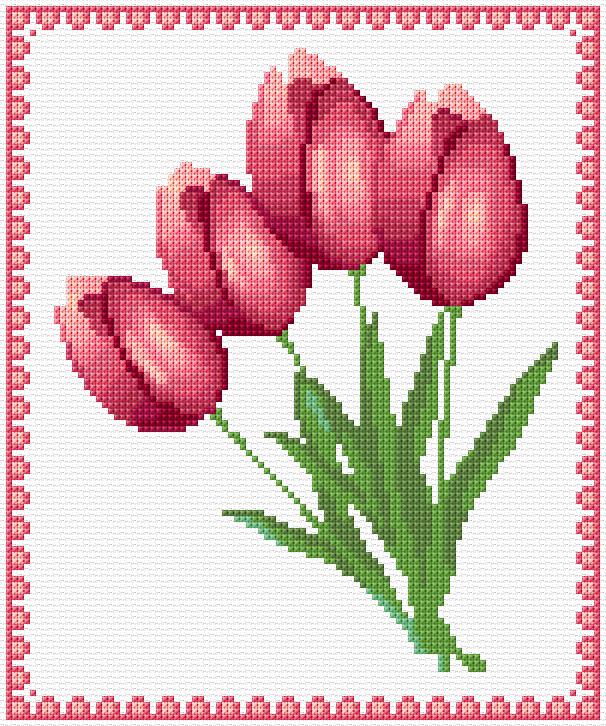 Tulips