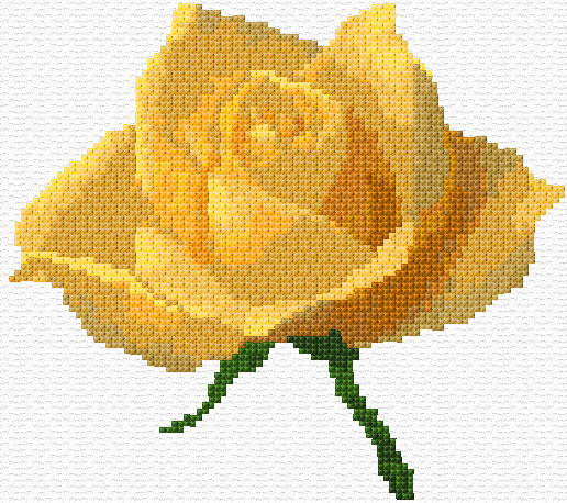 Yellow Rose