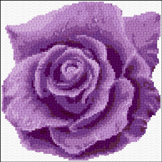 Purple Rose