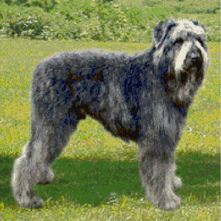 Bouvier des Flandres