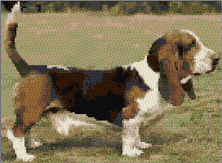 Basset Hound