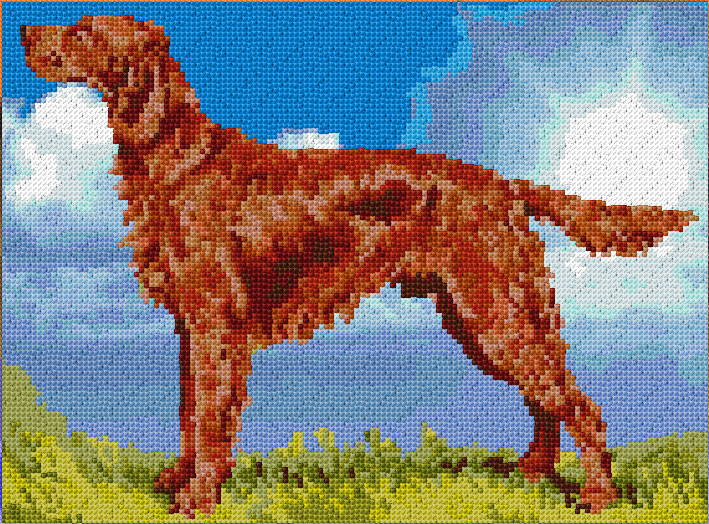 Irish Setter