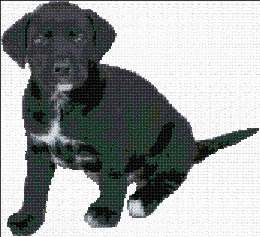 Black Labrador