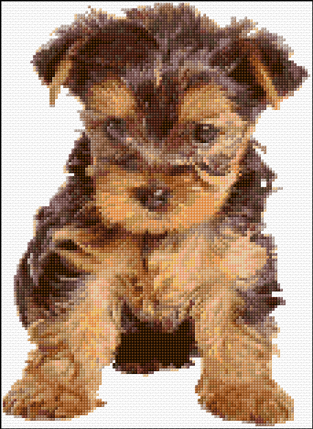 Yorkie