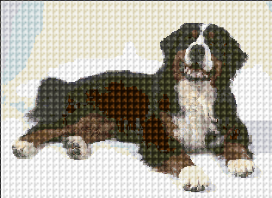 Bernese Mountain Dog