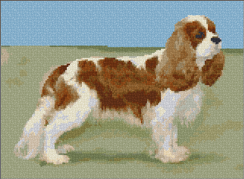 Cavalier King Charles Spaniel