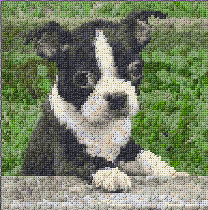 Boston Terrier