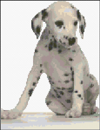 Dalmatian Puppy