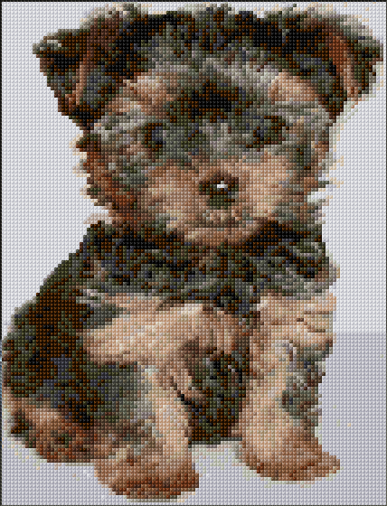 Yorkshire Terrier
