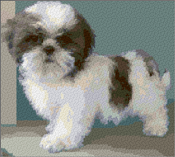 Shih Tzu