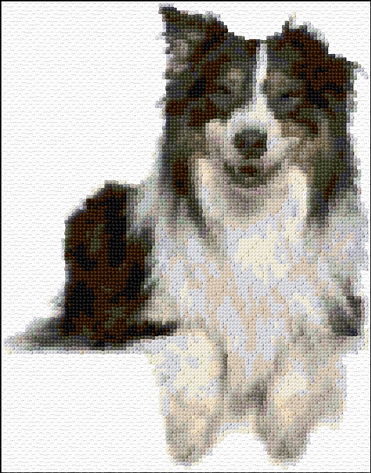 Minature Australian Shepherd