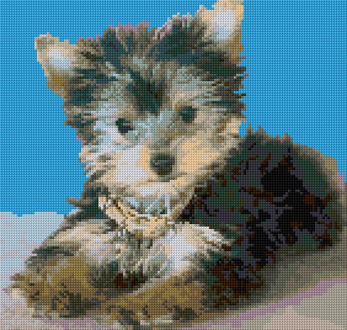 Yorkie Puppy