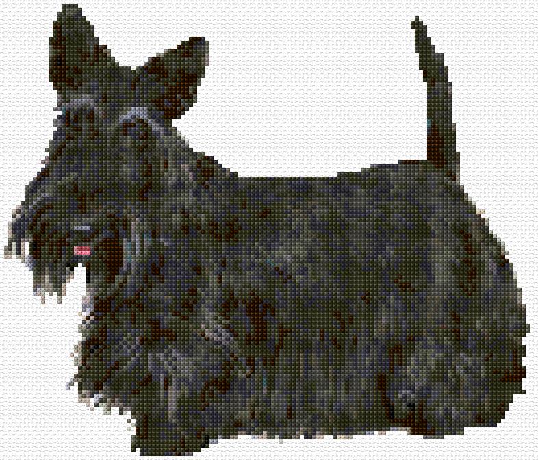 Scottish Terrier