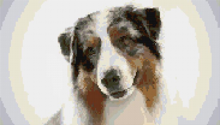 Australian Shepherd