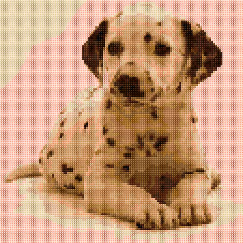 Dalmatian Dog