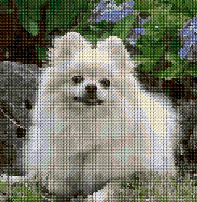 Pomeranian Dog