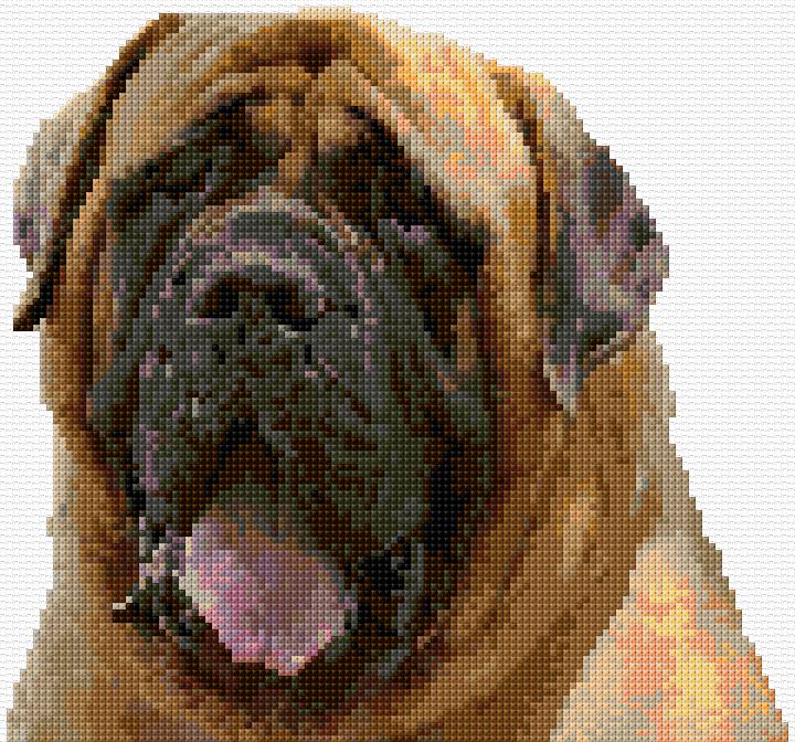 English Mastiff