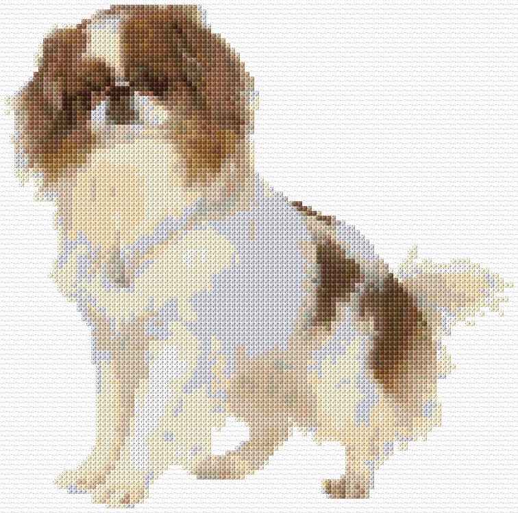 Japanese Chin