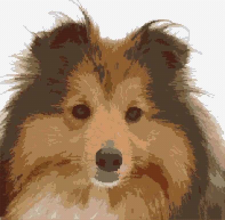 Shetland Sheepdog