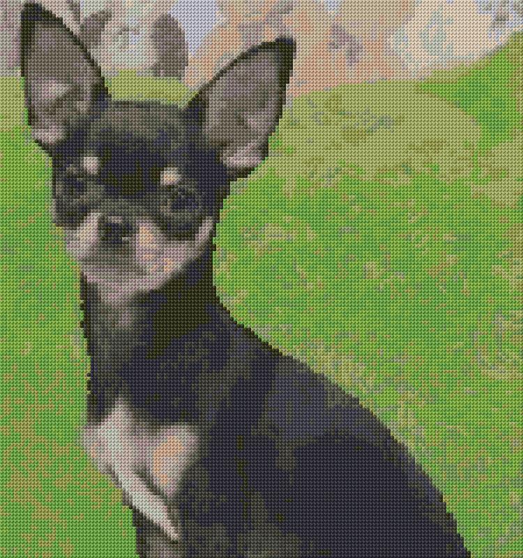 Black Chihuahua