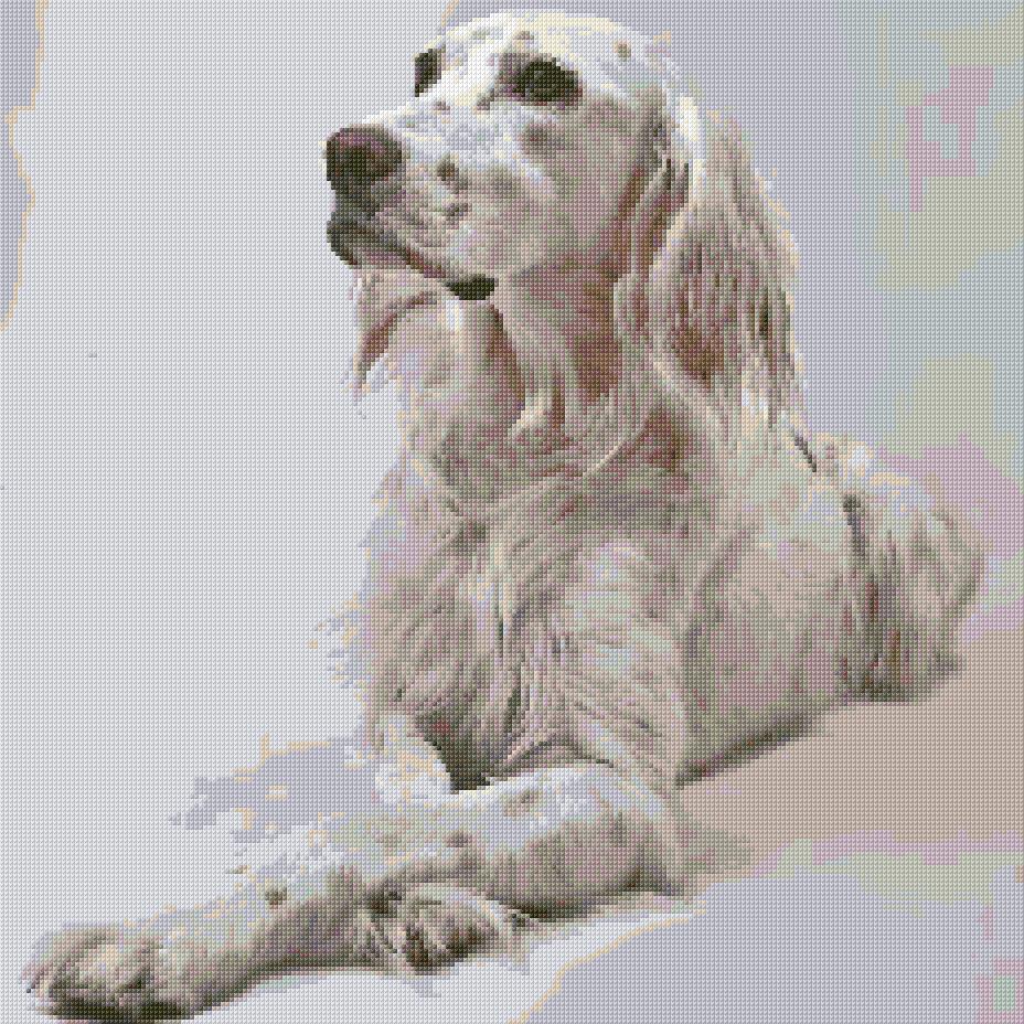 English Setter