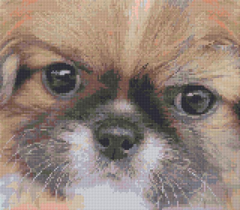 Pekingese