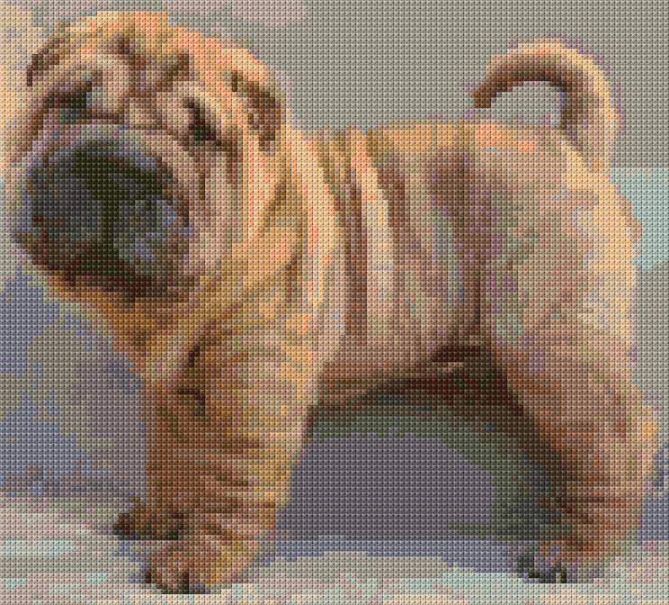 Shar Pei
