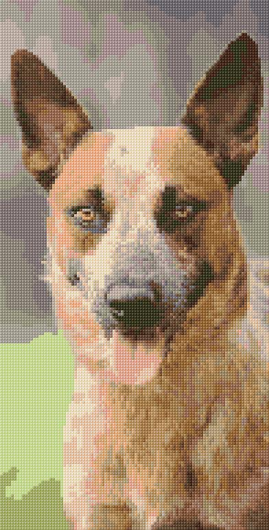 Cattle Dog