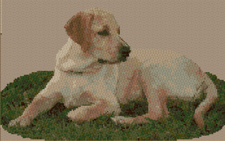 Labrador