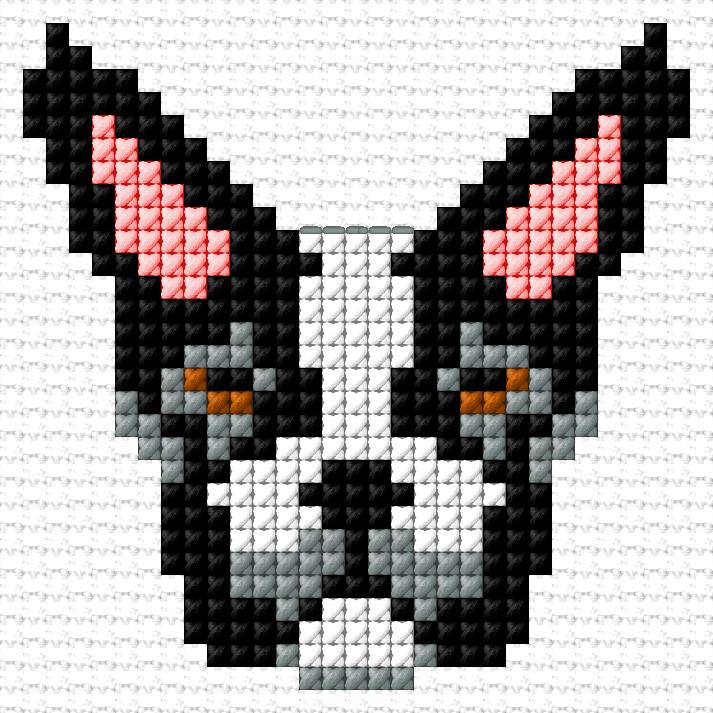 Boston Terrier