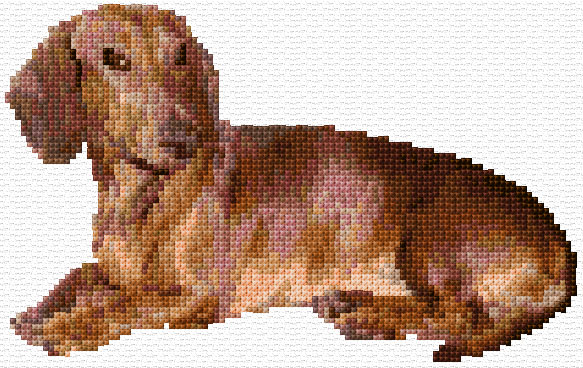 Dachshund