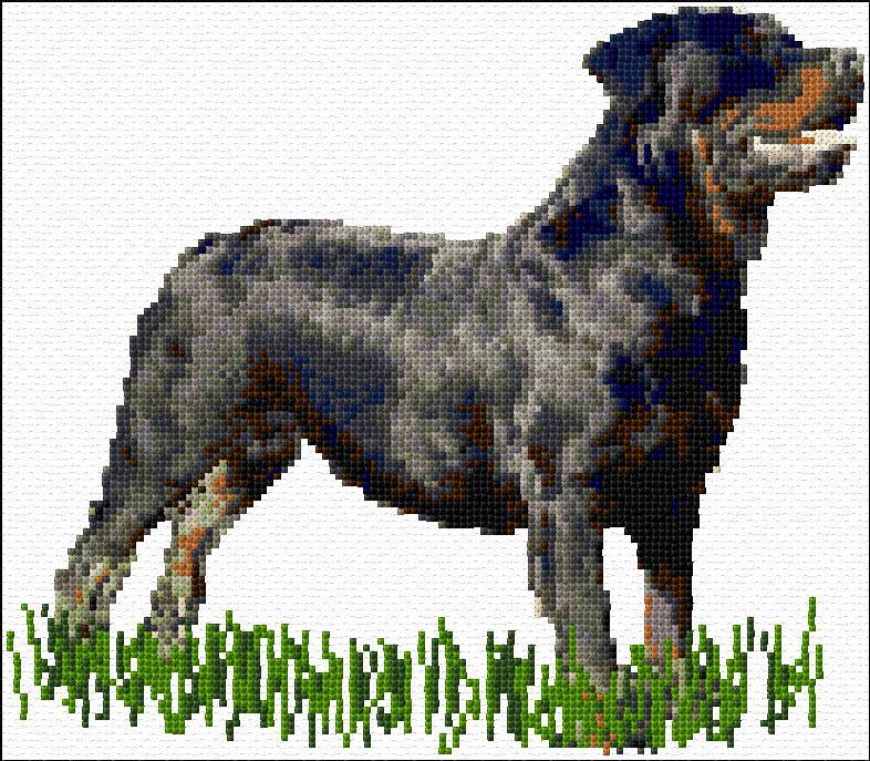 Rottweiler
