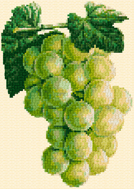 Grapes